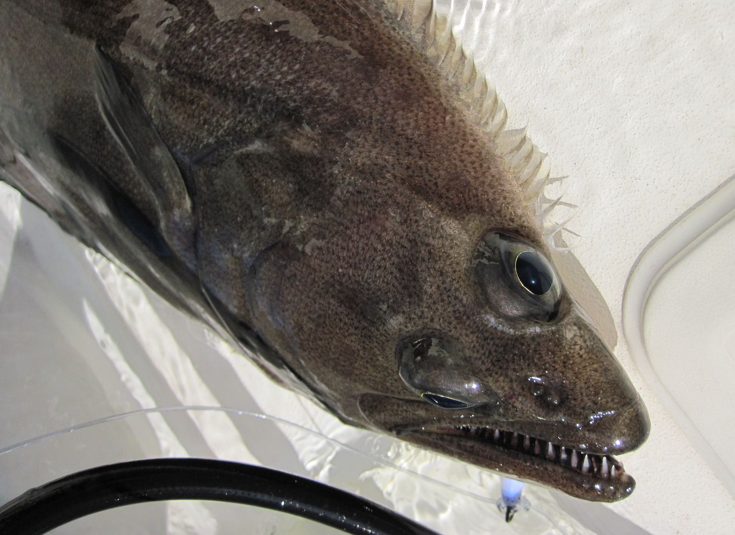 Westport Hali's Northwest Fishing Board Piscatorial Pursuits